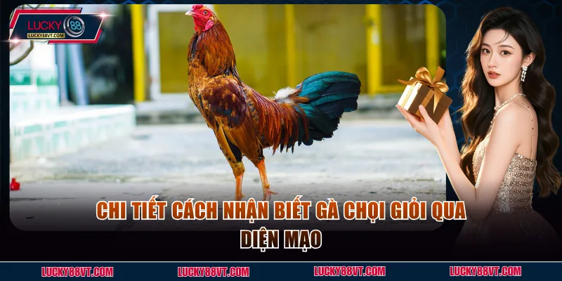 Chi tiết cách nhận biết gà chọi giỏi qua diện mạo
